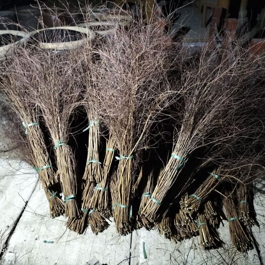 保定干枝雪柳，珍珠绣线菊，喷雪花。寸寸金，黄金条
