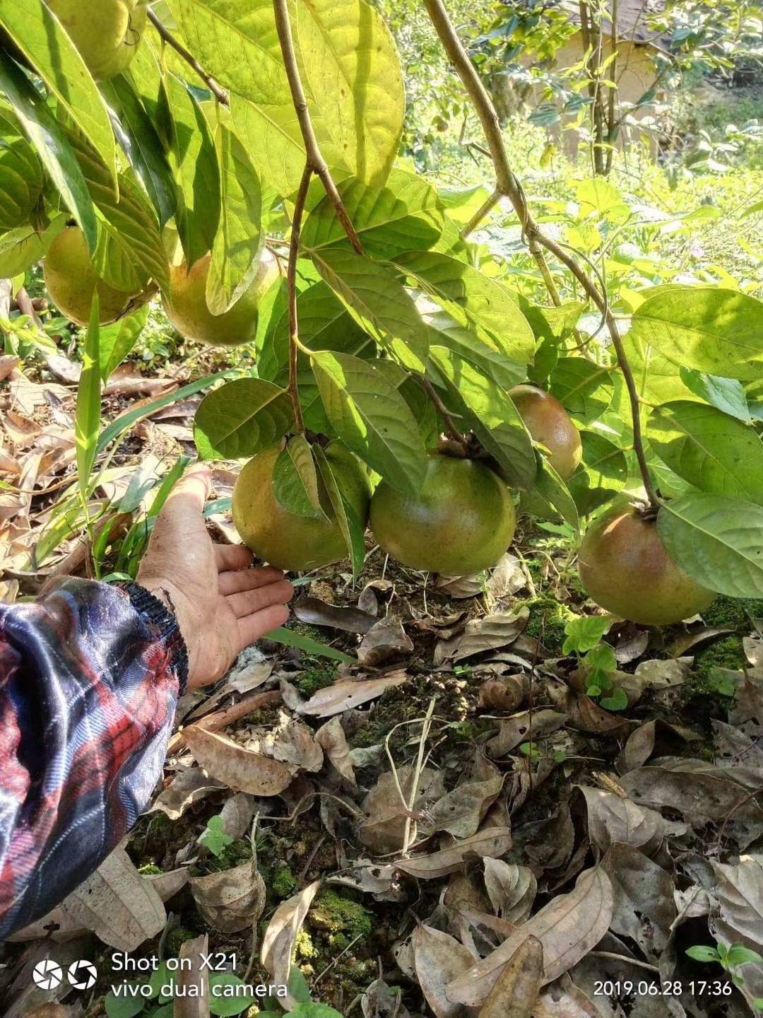 红花茶苗 红花油茶