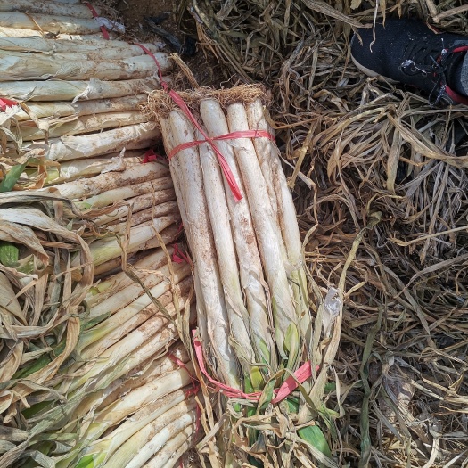 泗水县现长白大葱上市质量好货源充足欢迎前来选购