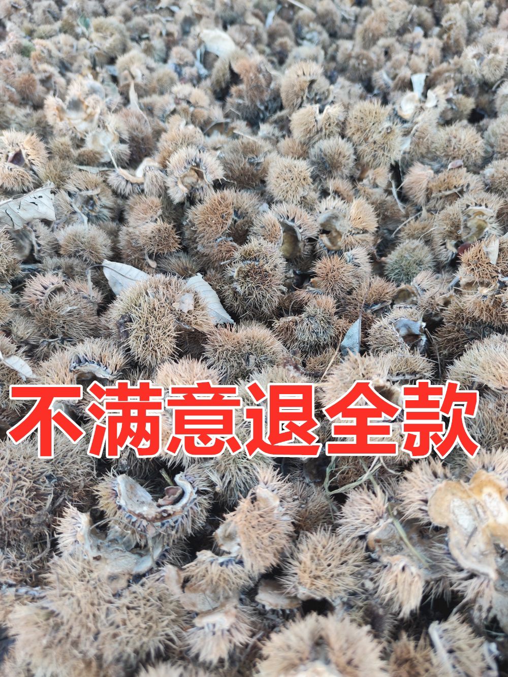 板栗壳 中药材带刺板栗球栗刺壳风栗壳板栗刺栗子刺壳栗刺球淋巴