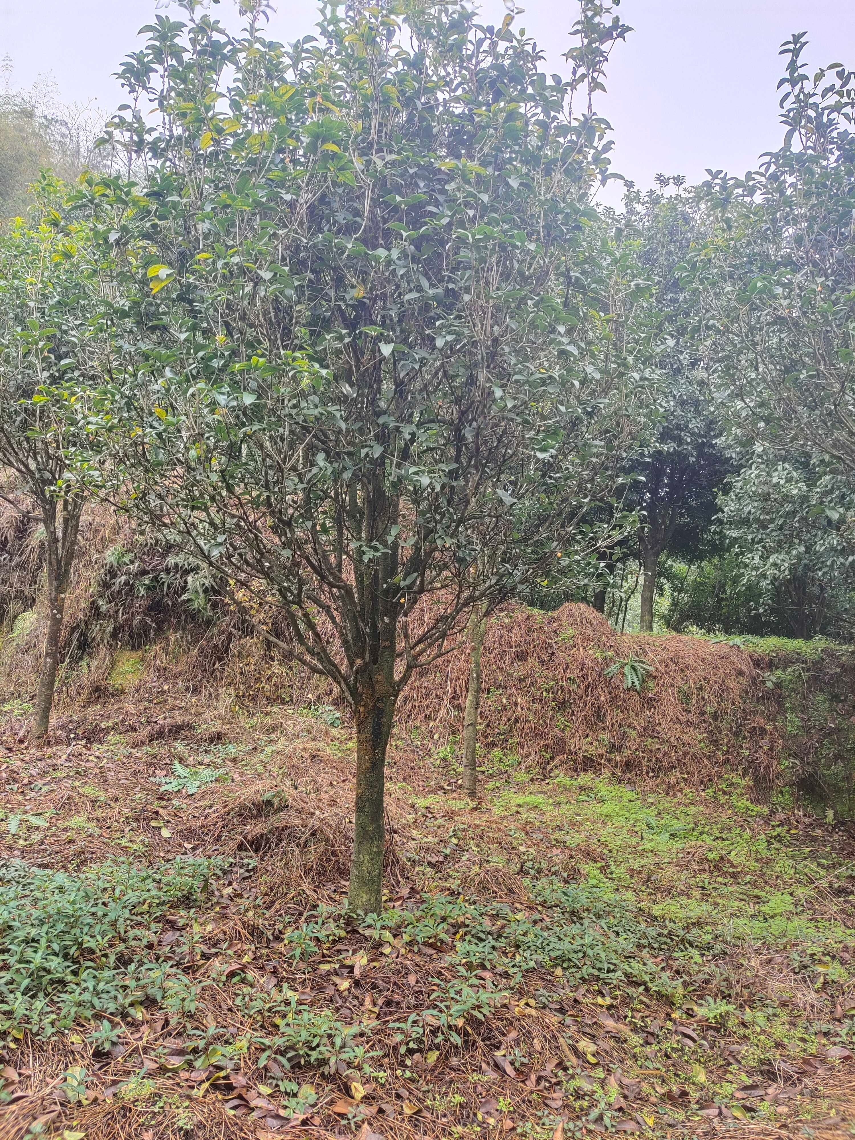 天香台阁桂花树四季桂开花浓香型，花量大花期长