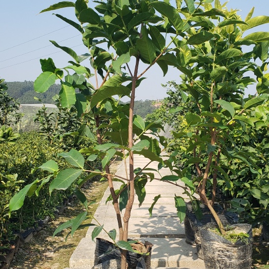 南宁黑糖芭比莲雾苗  莲雾苗 黑糖芭比莲雾