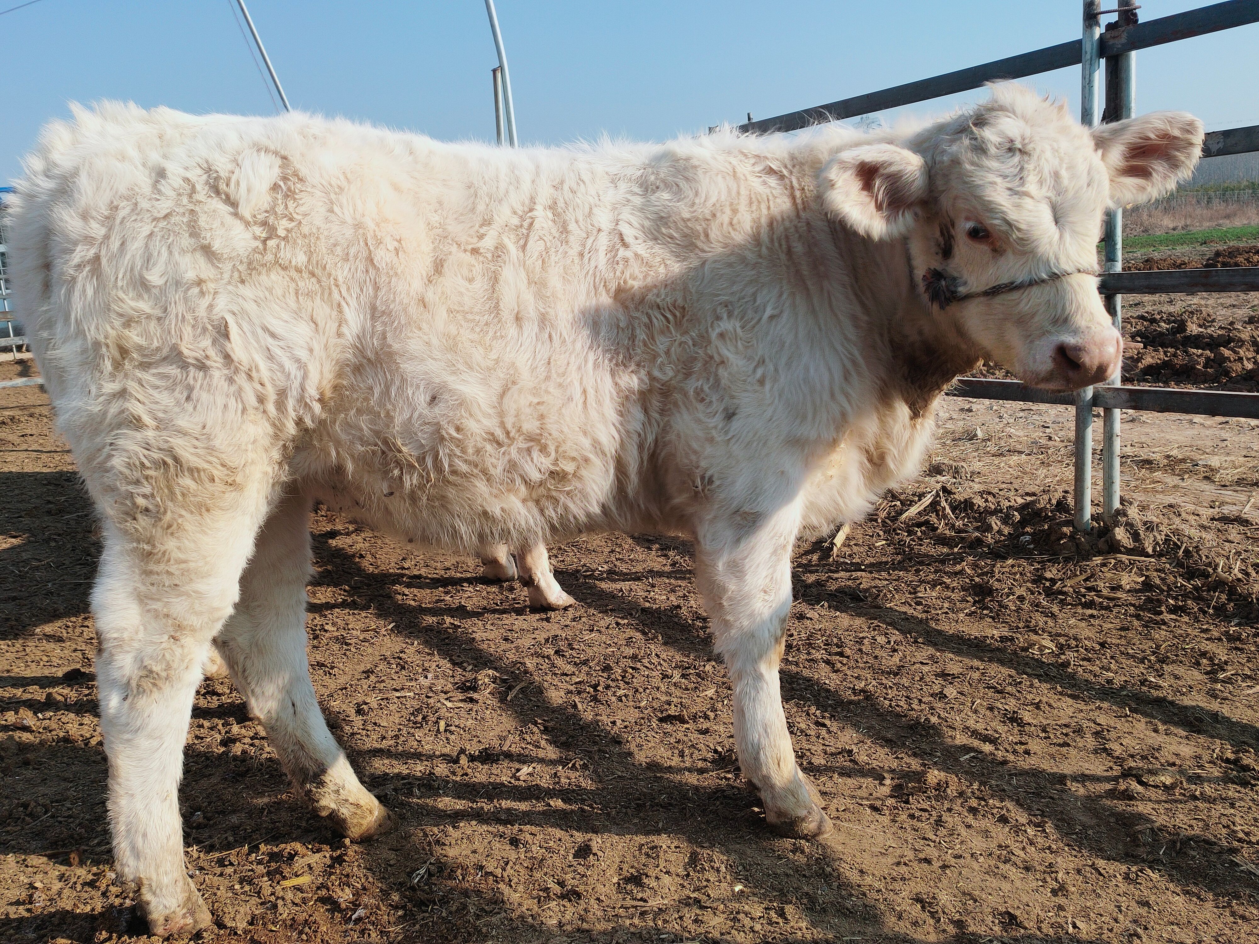 夏洛莱牛    夏南牛 300-500斤 公母混合 牛犊 4-5