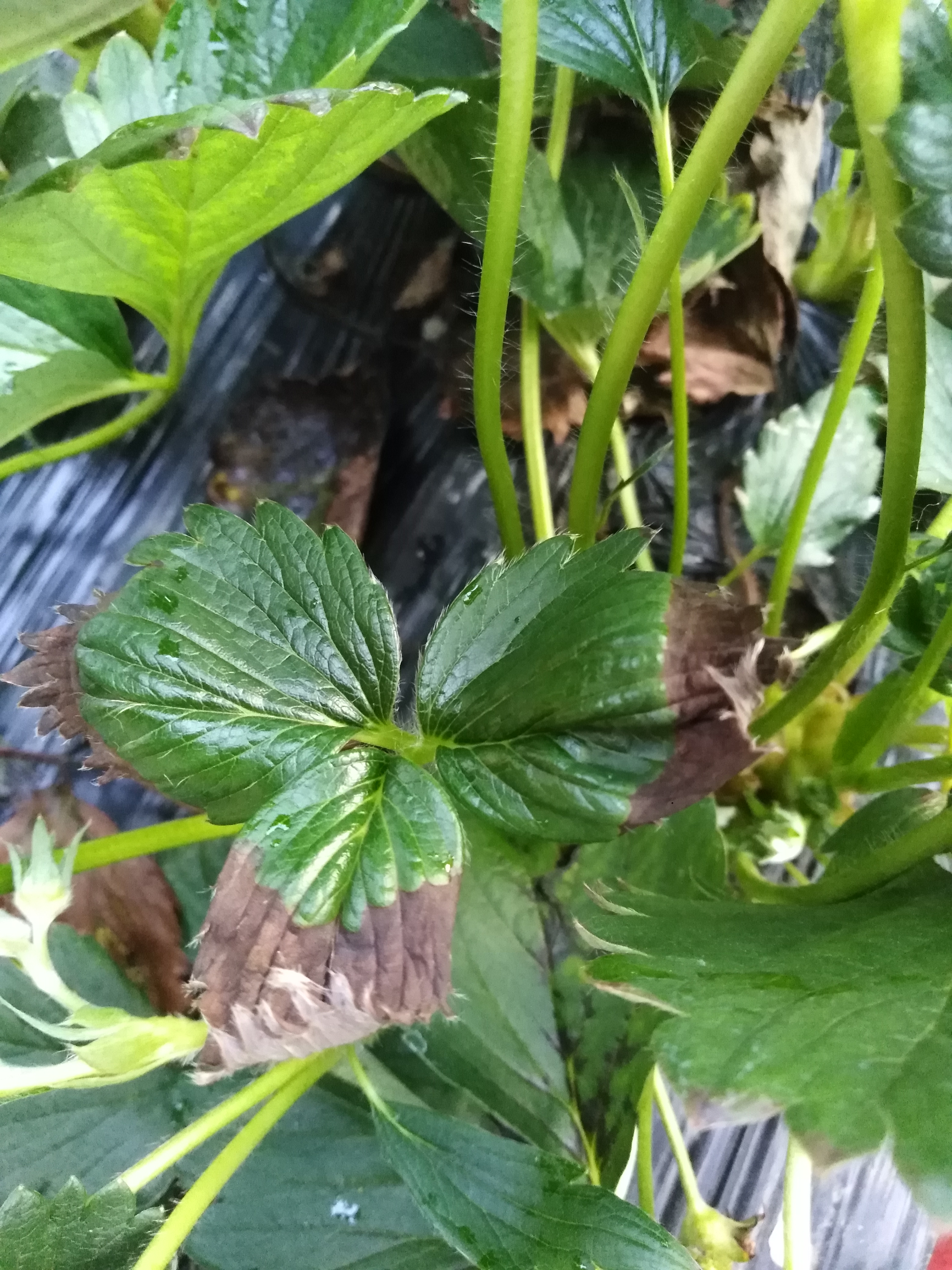 老师看看我的草莓叶片边缘怎么那么干枯