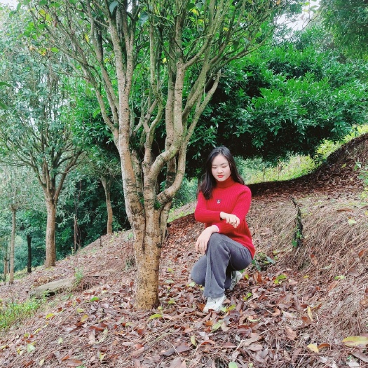 安远县天香台阁桂花树四季桂开花浓香型，花量大花期长