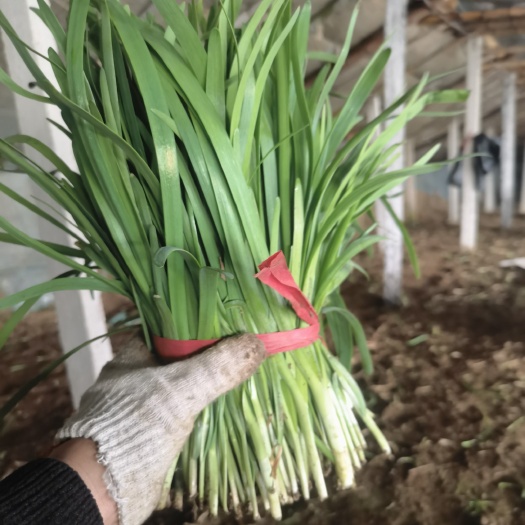 齐齐哈尔大叶韭菜 头茬 