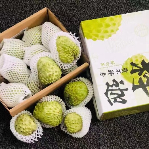 南宁释迦果苗 凤梨释迦苗