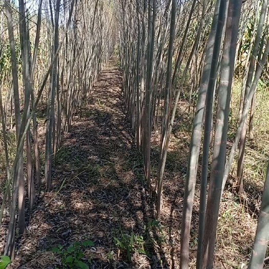 奈曼旗出售柳树苗