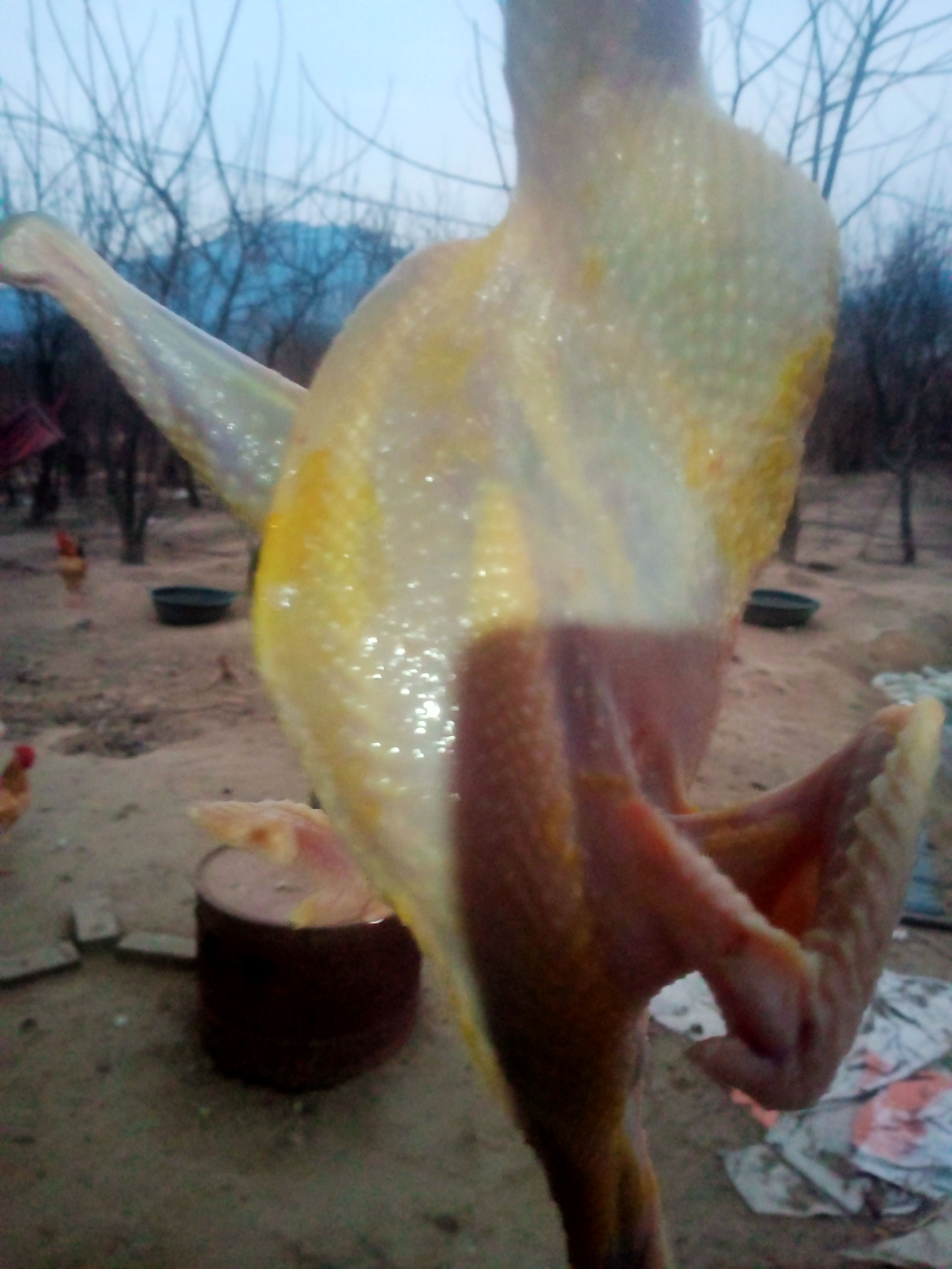  跑山鸡，黄脚，全程无饲料添加
