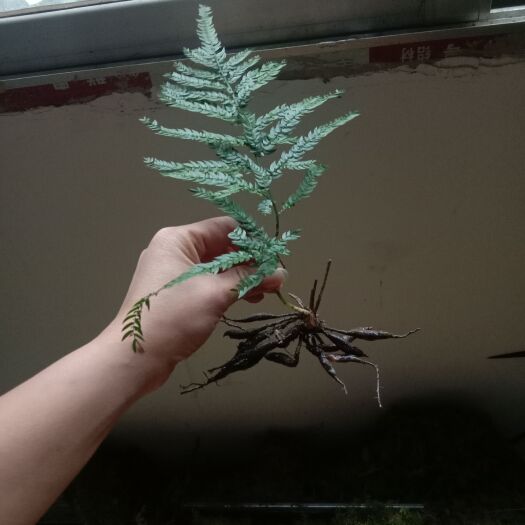 紫云县青苔 清苔藓两斤包邮！