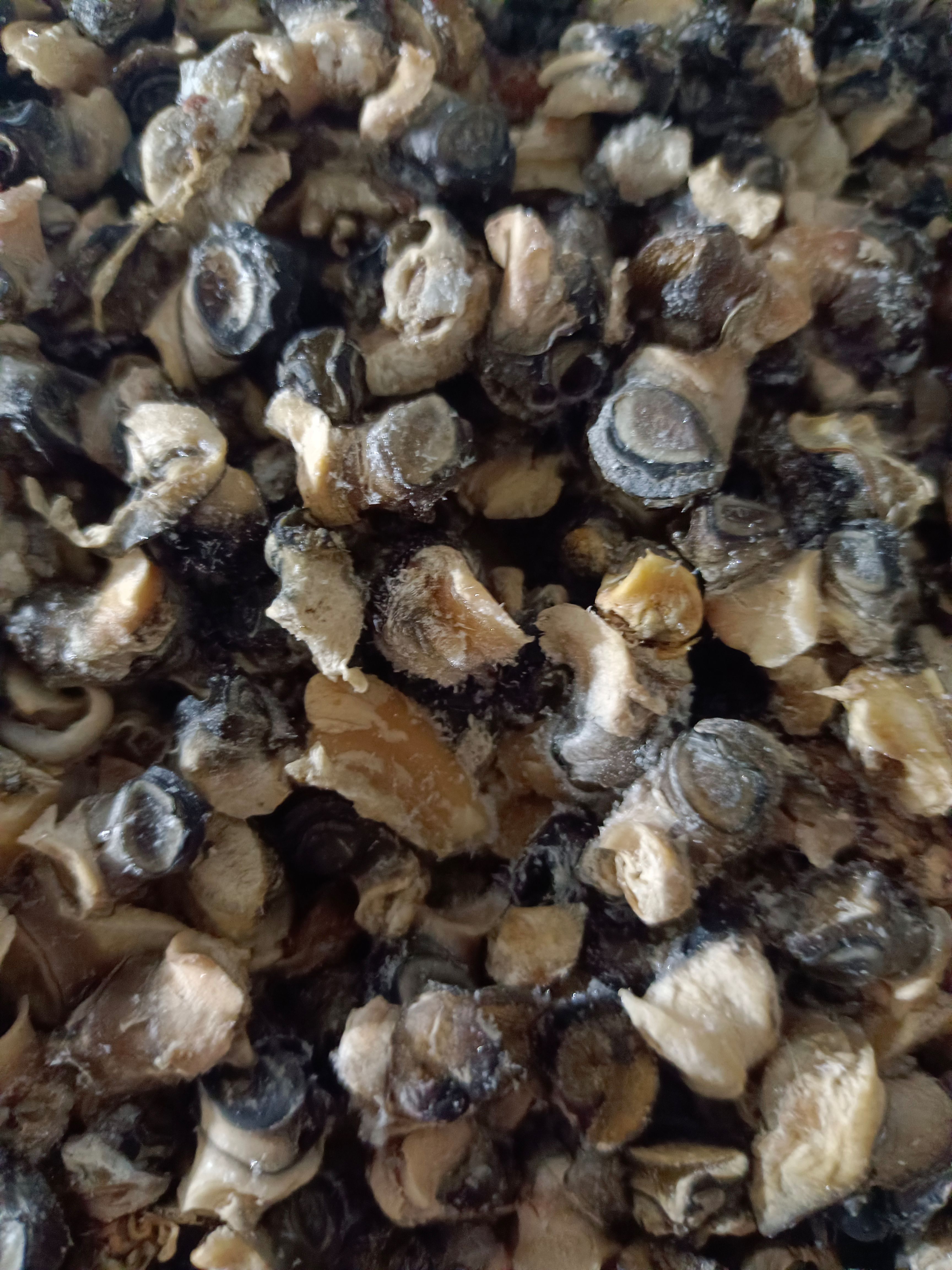 石螺肉 活性足，弹力好，无杂质，！