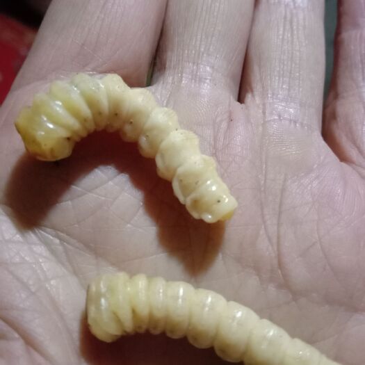 秭归县 斗米虫，云实树斗米虫，假一赔十，2克以上