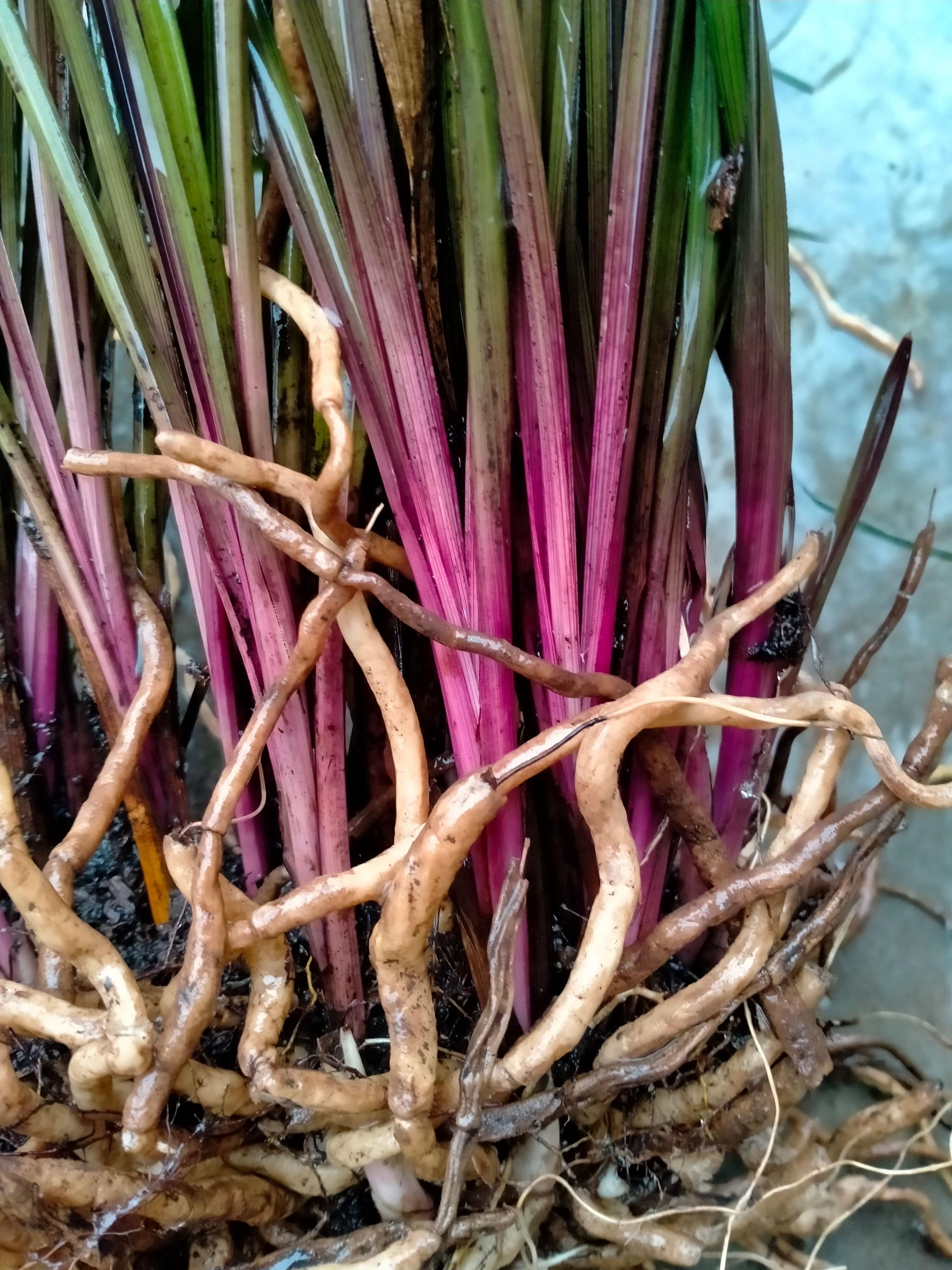 红贵妃 兰花，清香怡情，特有物种，