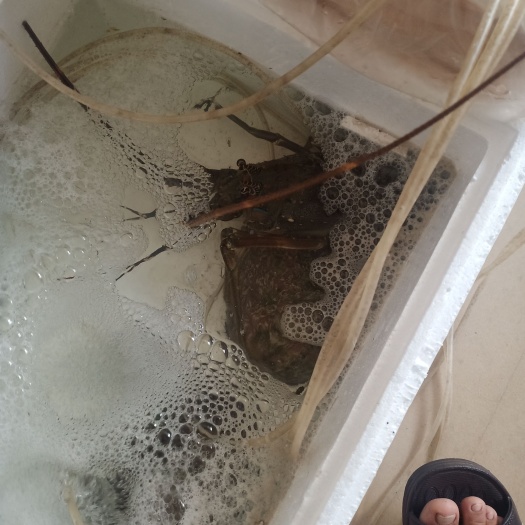 深圳澳洲龙虾 青龙