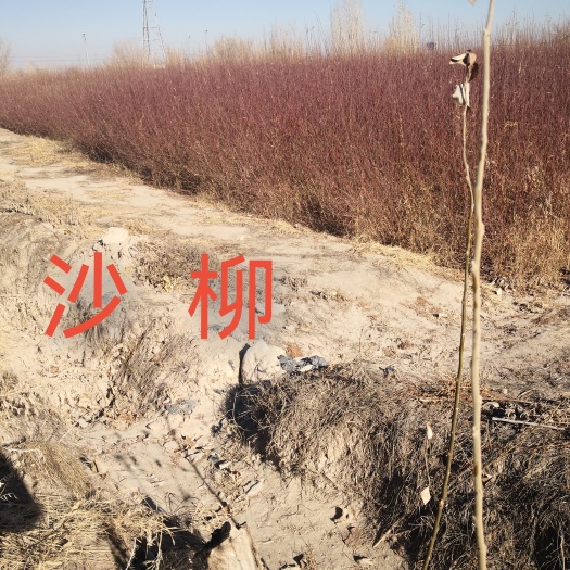 西藏青海甘肃新疆沙柳树苗基地 高原防风固沙、荒漠治理特选树种