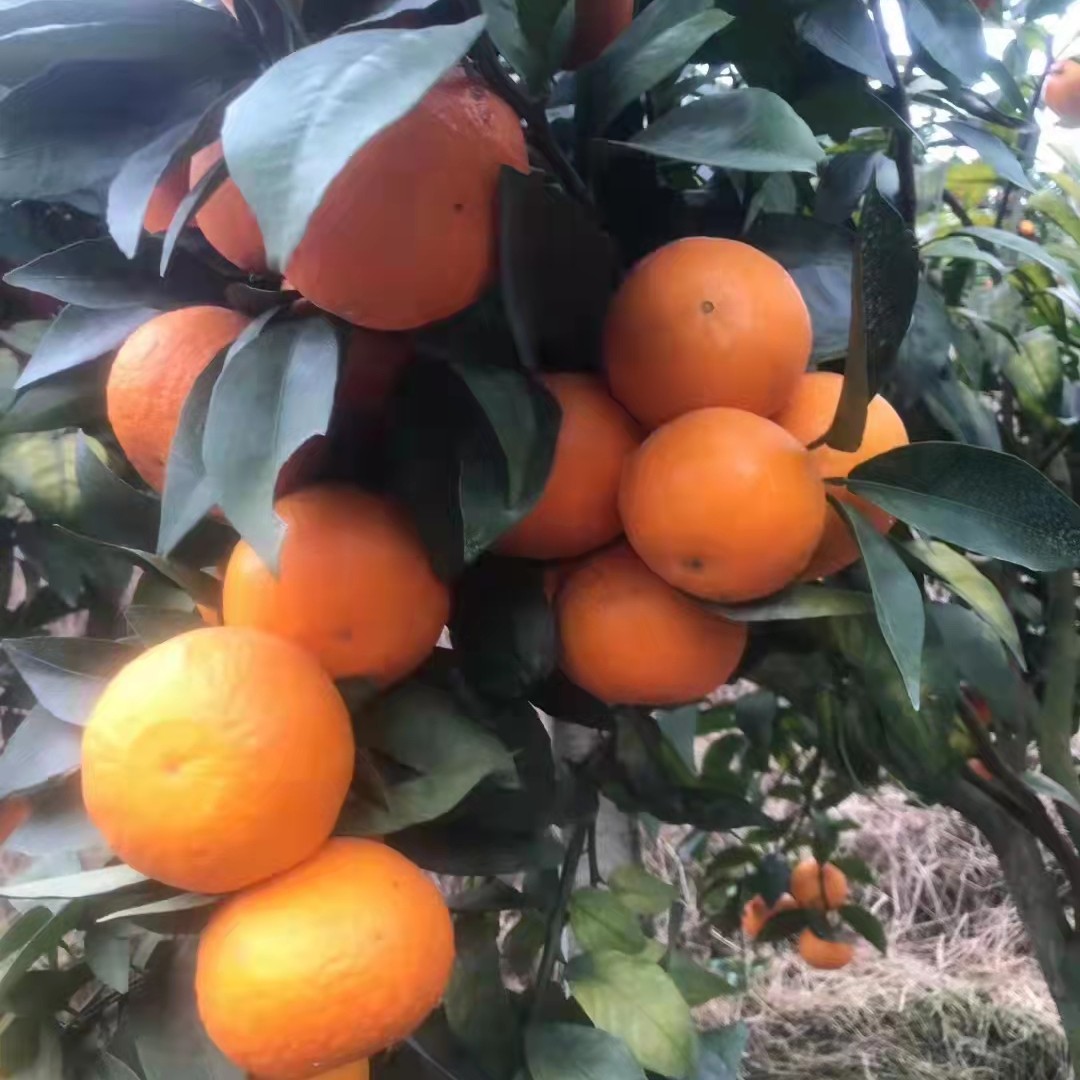 柑桔 沃柑