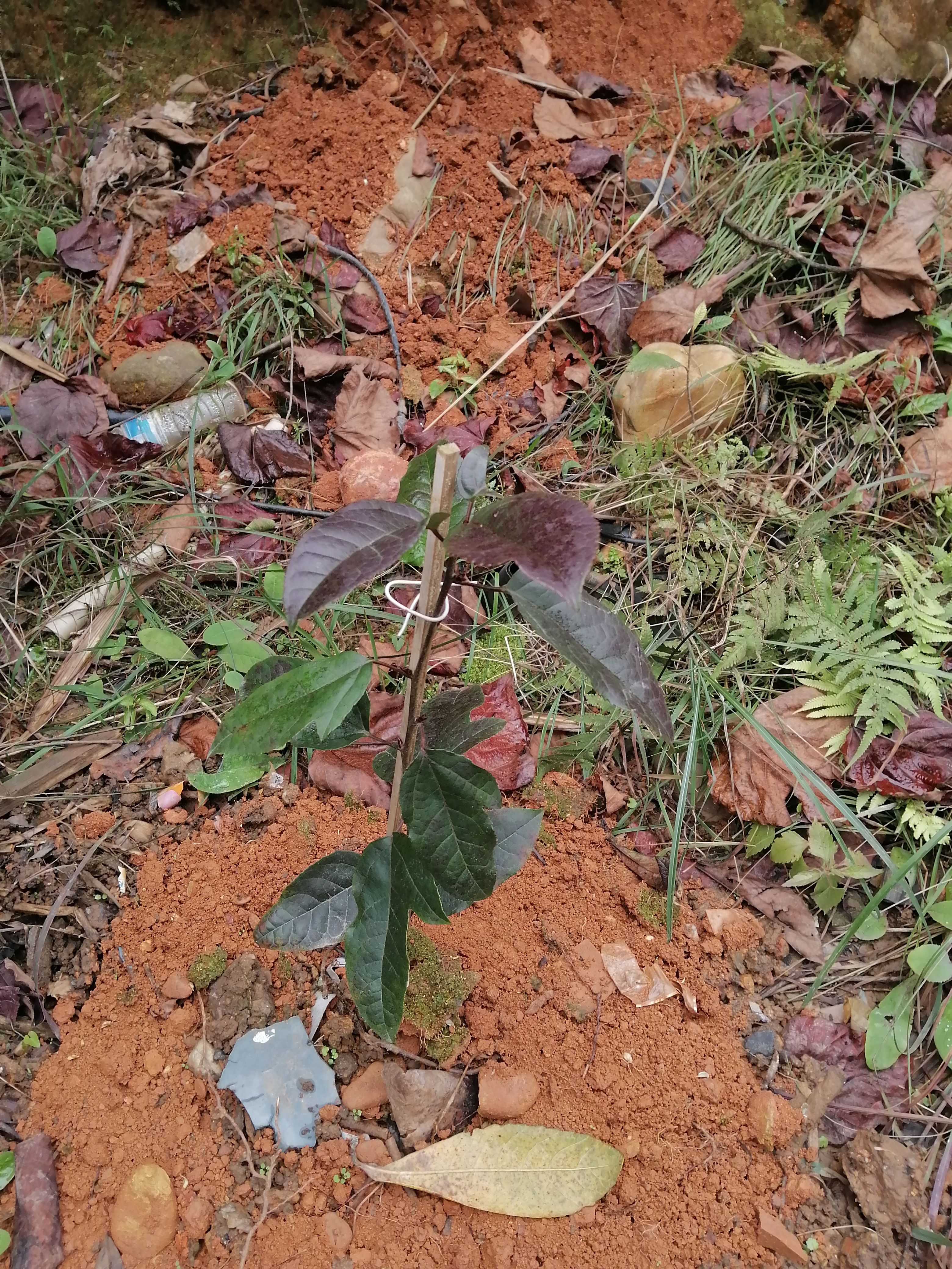 半枫荷 改良精品半边荷苗，适合我国大多地区种植，价值广阔