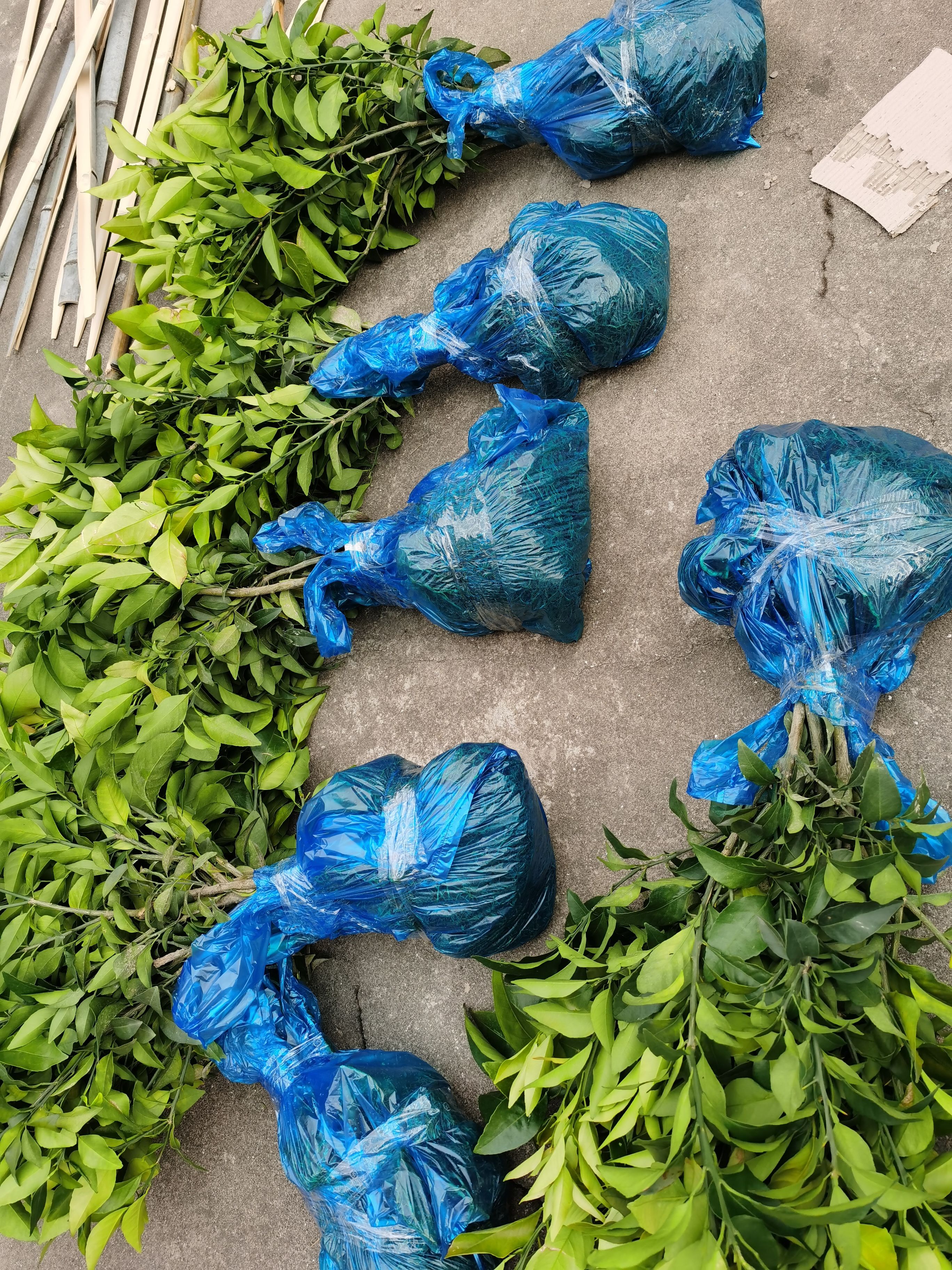 爱媛28号柑桔苗 正宗象山红美人柑橘苗，根系发达，主干粗壮，品种纯正。