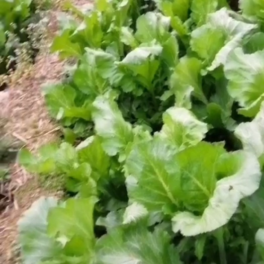 平和县 芥菜