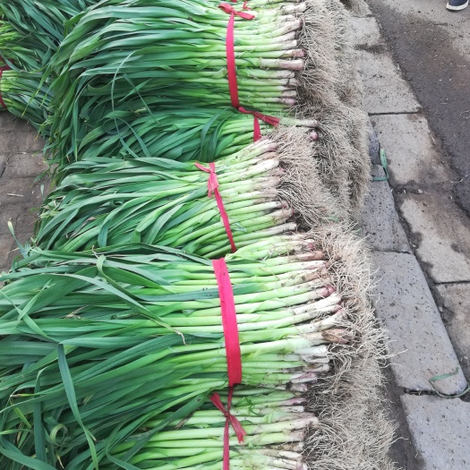 长葛市红根蒜苗 70 - 80cm 