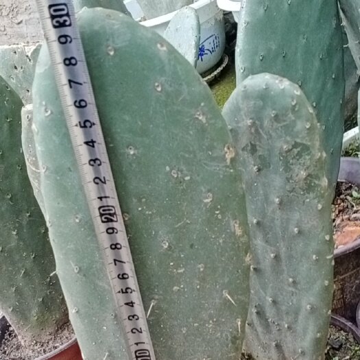 兴义市食用米邦塔仙人掌种植片带根高30公分以上大掌片够厚可用嫁接