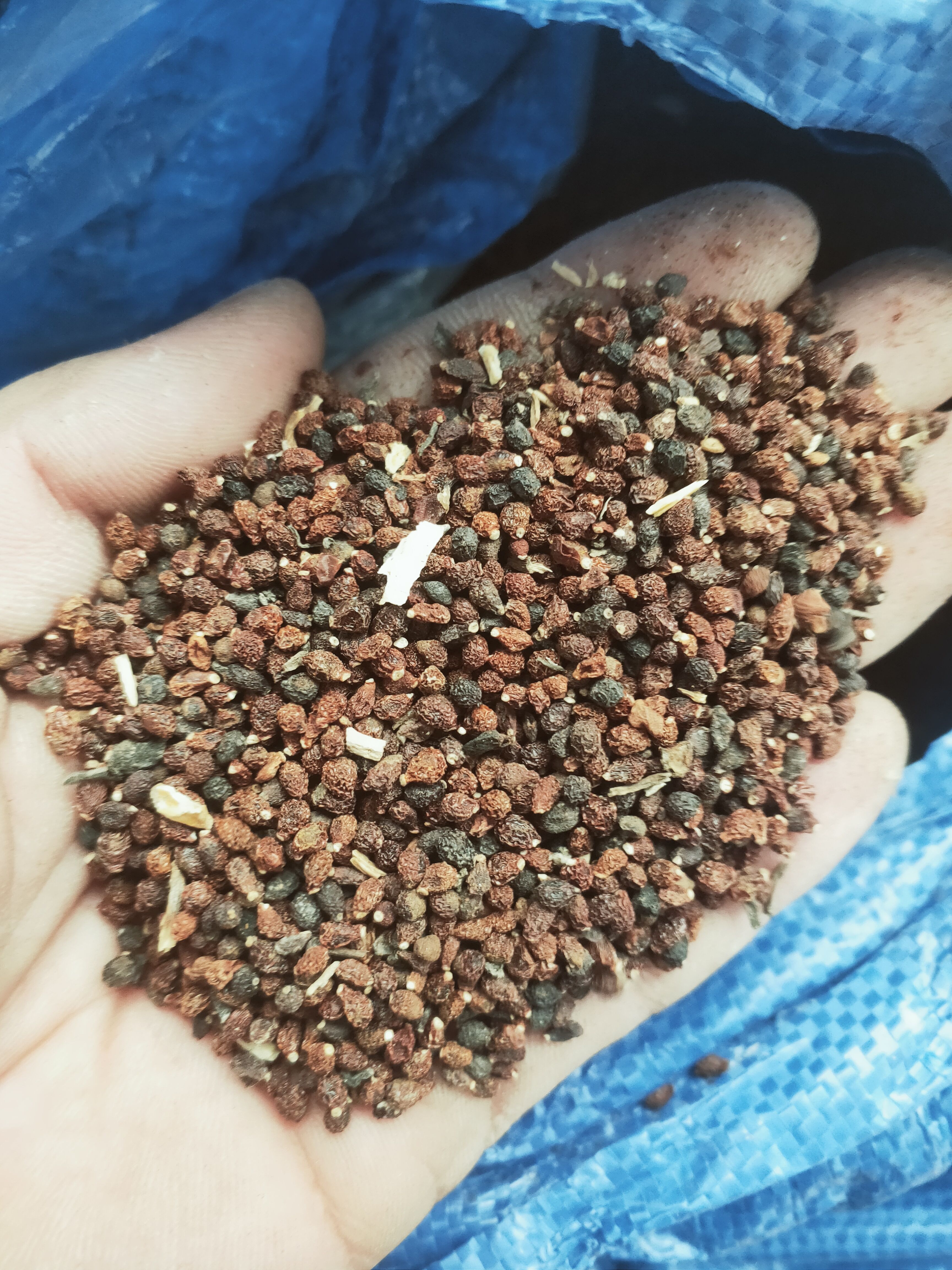 鸢尾种子 兰花鸢尾籽