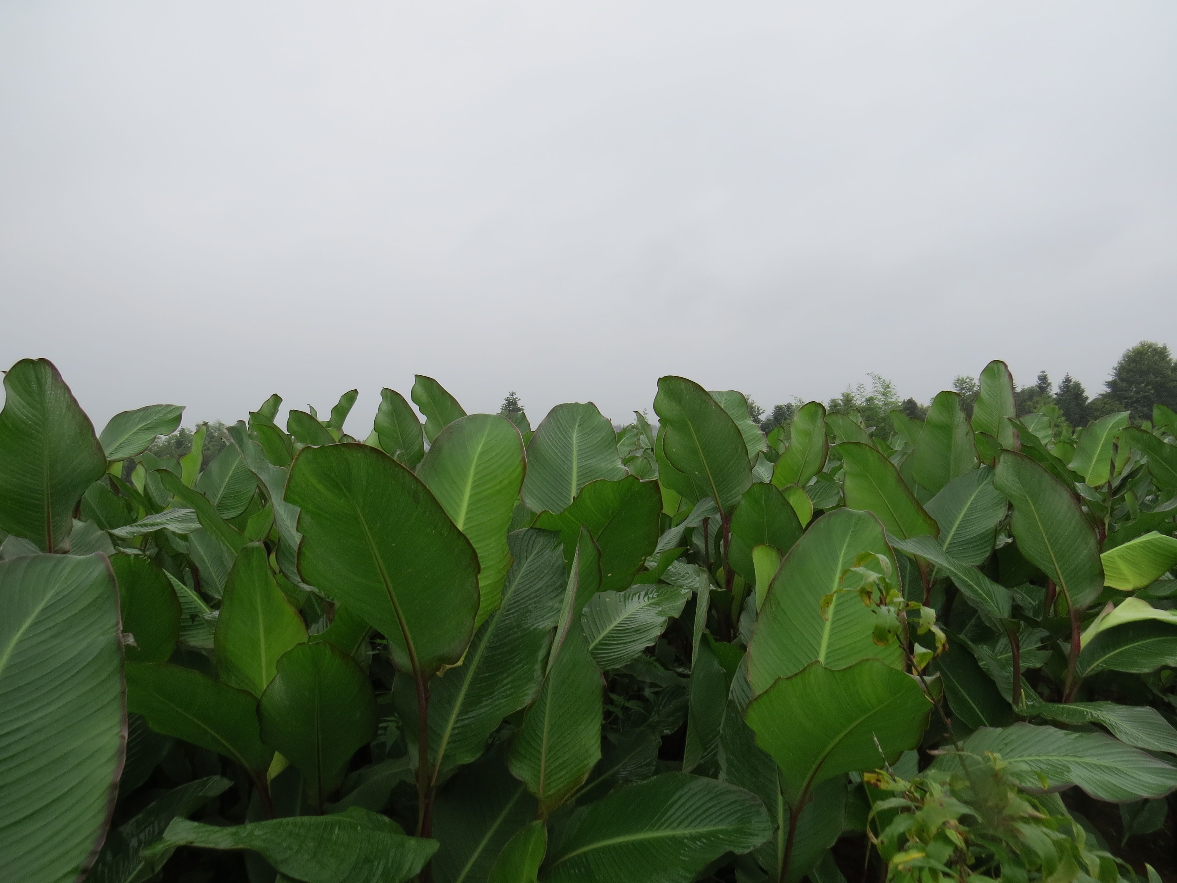 芋头种 100棵起卖芭蕉芋种苗1元一棵量大从优