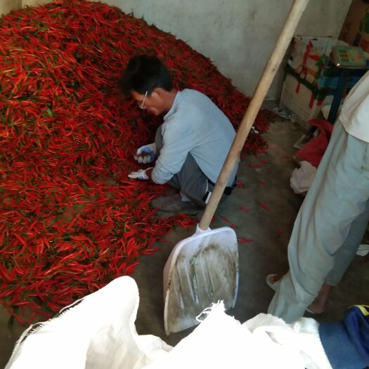 长沙小米椒 广东省茂名市电白区 