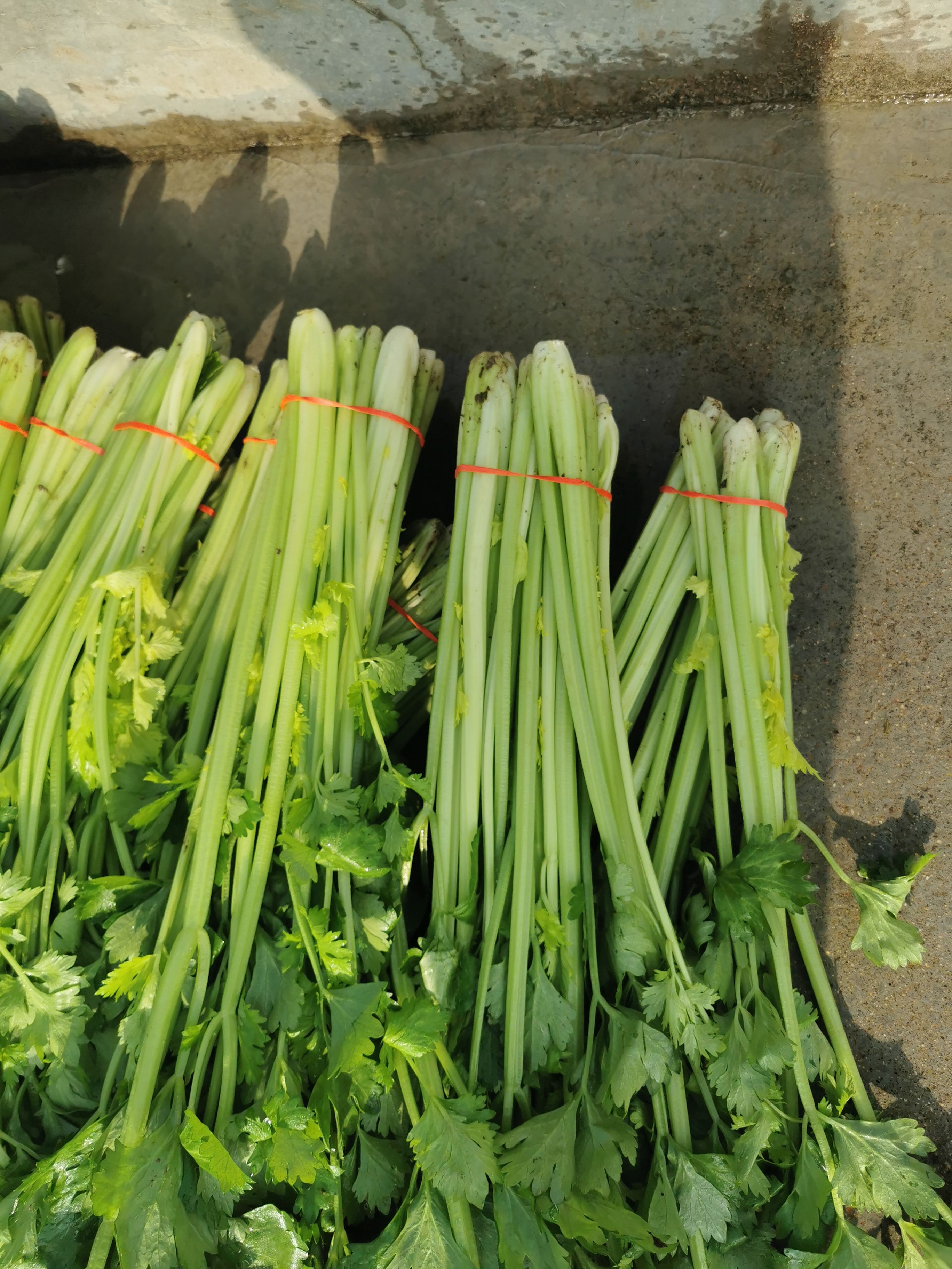 山芹 芹菜玻璃翠，货源充足，价格便宜。质量好。