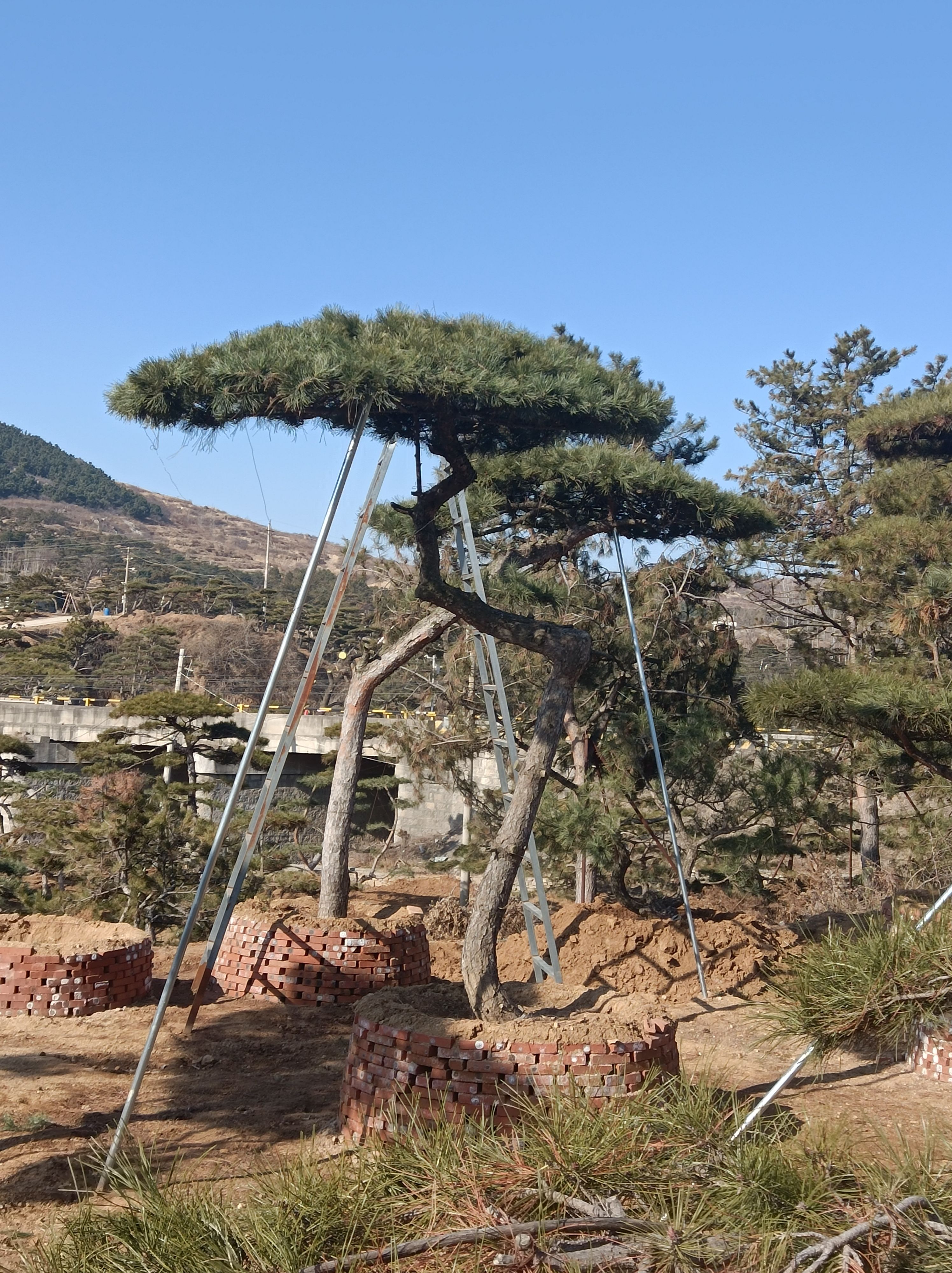 造型松 造型油松 黑松 迎客松 园林公园绿化景观树 欢迎指