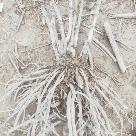 菏泽牡丹苗