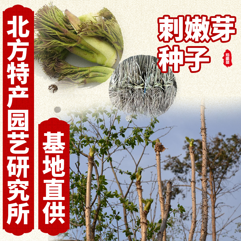 通化县刺嫩芽种子 提供免费种植技术资料 俗称刺老芽种子产地批发