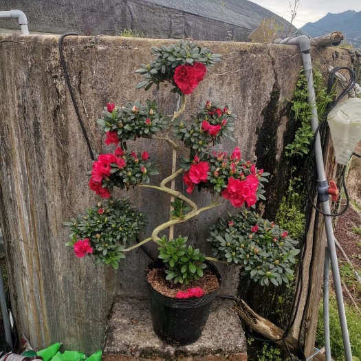 国旗红杜鹃  梅红造型杜鹃，游龙，招财进宝，元宝，如意，悬