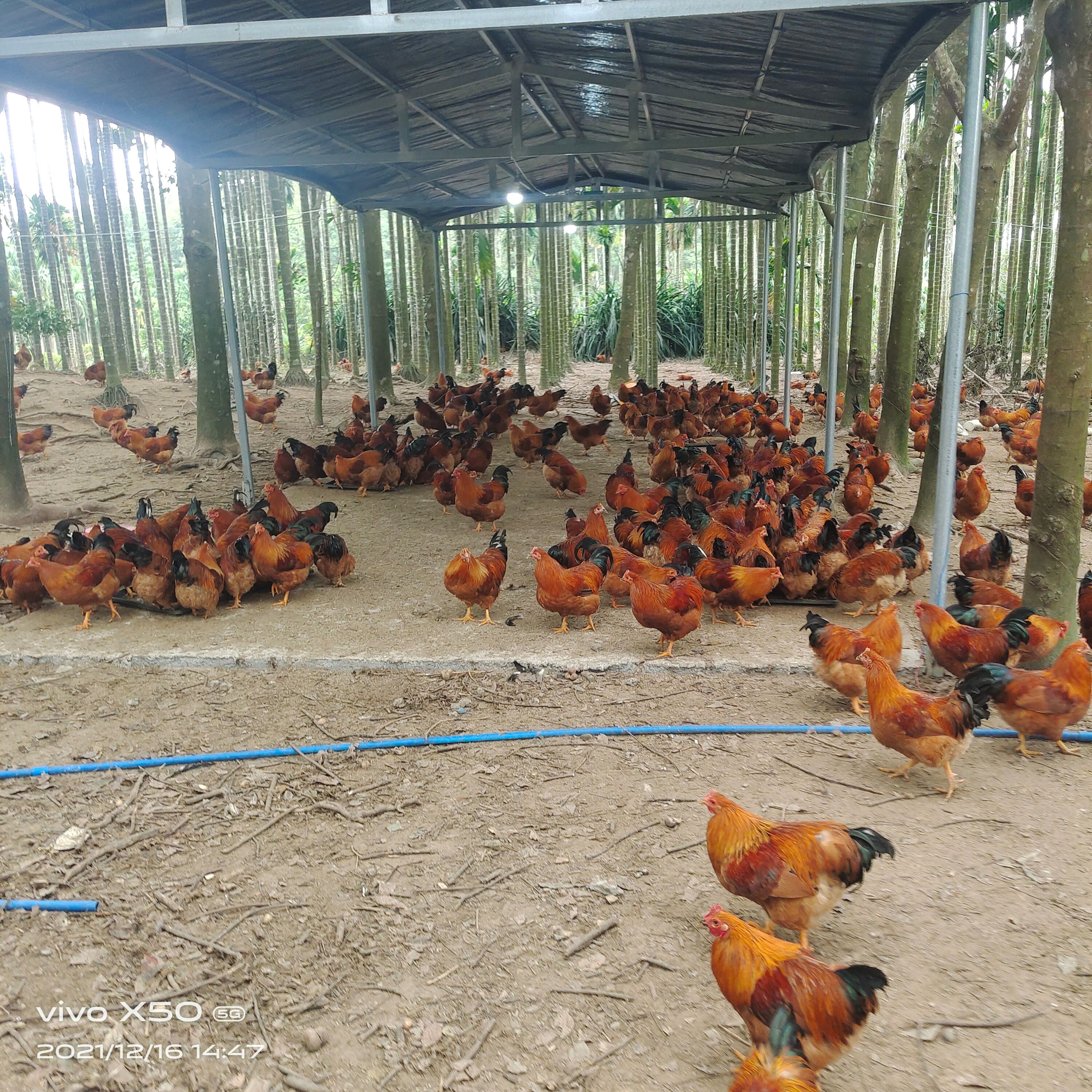 阉鸡   跑山玉米鸡，价格美丽，日日供应，味道不正，一赔十