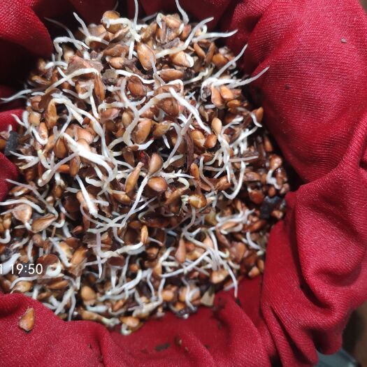 泰安香椿种子红油香椿种子芽苗菜专用出售