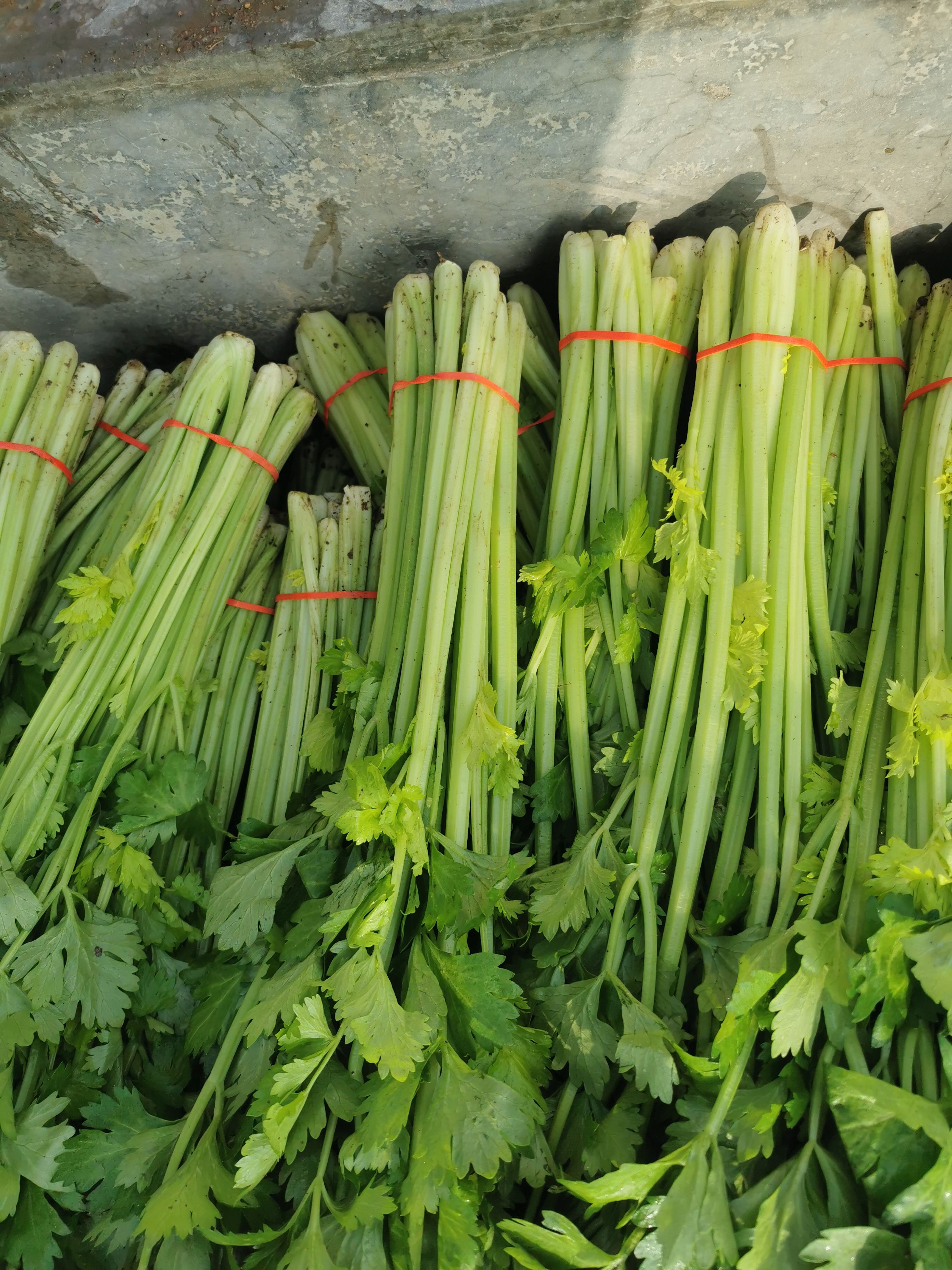 山芹 芹菜玻璃翠，货源充足，价格便宜。质量好。