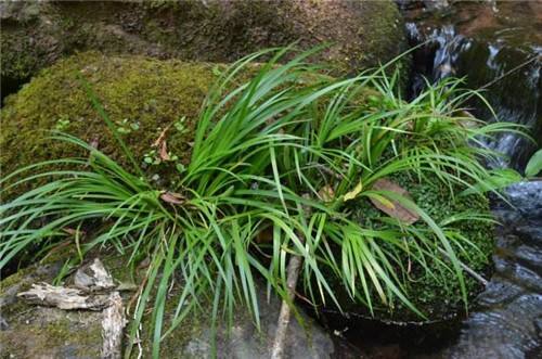 重庆市野生石菖蒲苗大量供应，