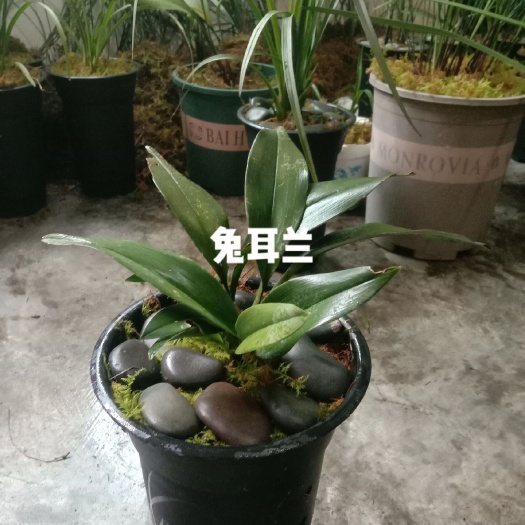 紫云县 紫秀寒兰，蜜蜂兰，兔耳兰，