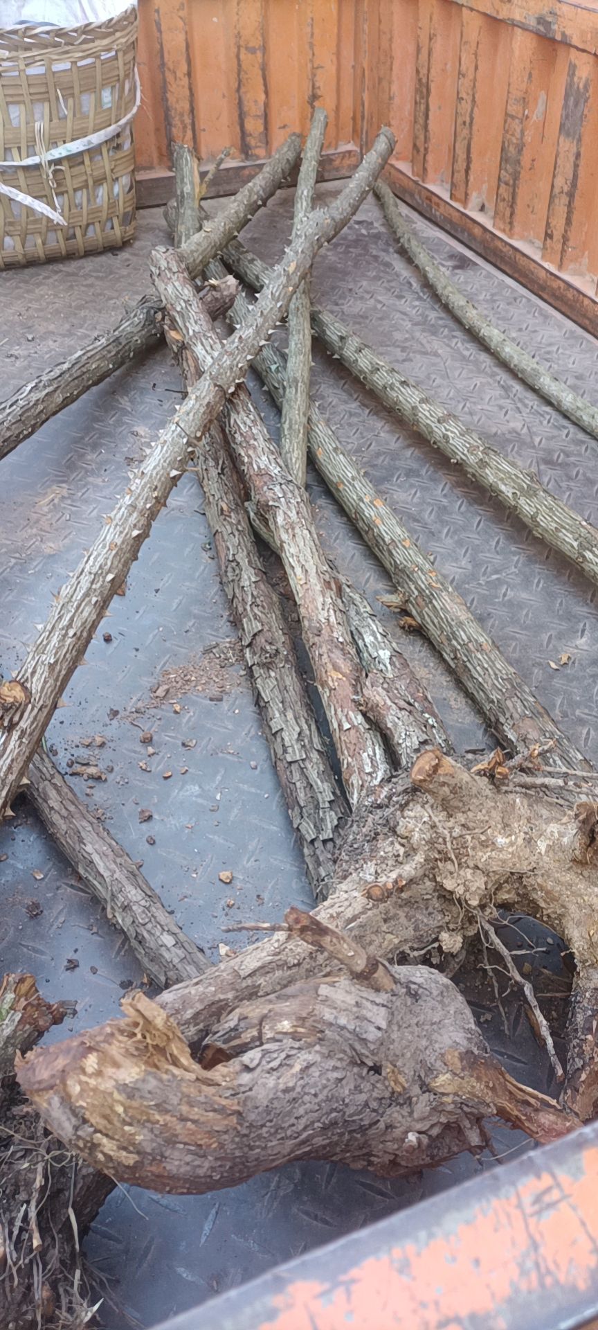 白刺树 倒勾勾刺