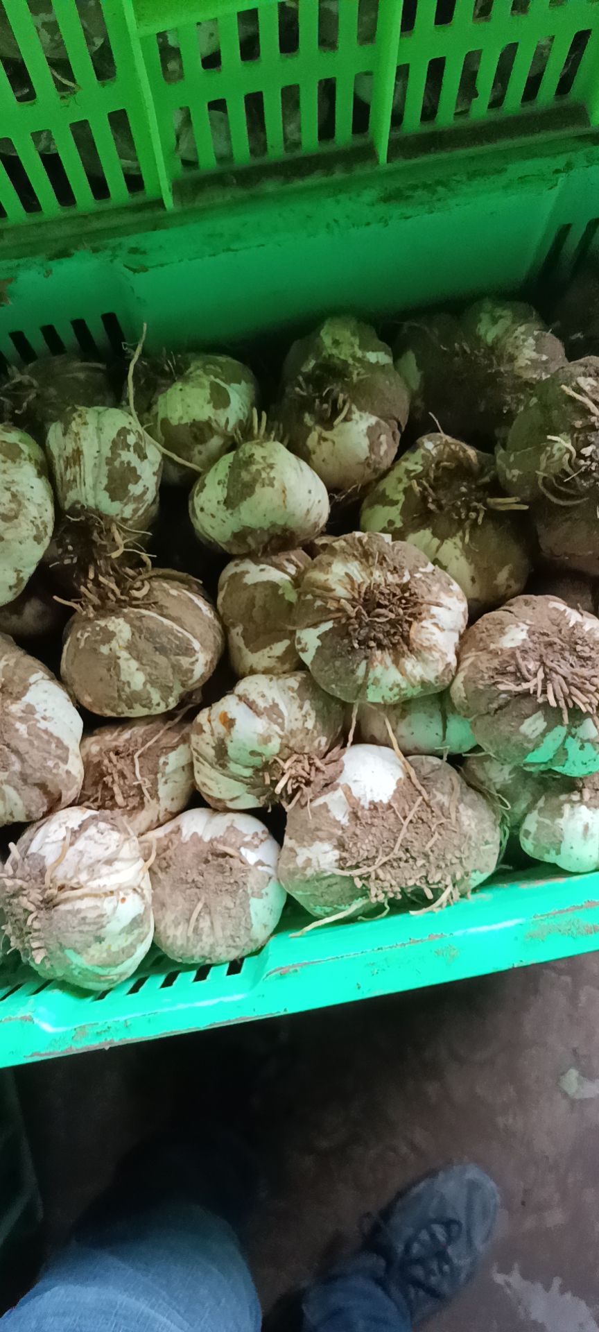 鲜百合  兰州原产百合