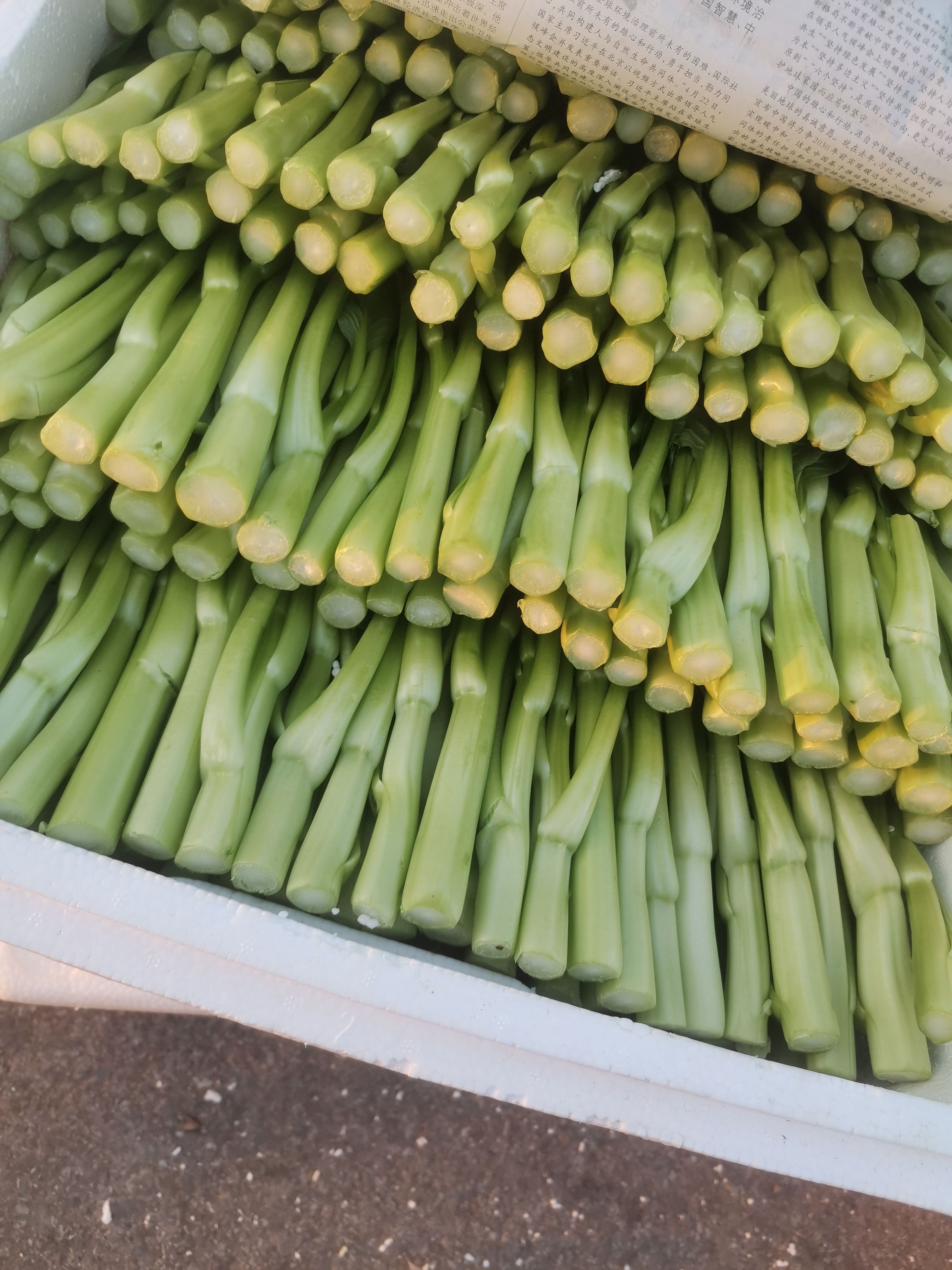 优质菜心 地里直销 欢迎选购
