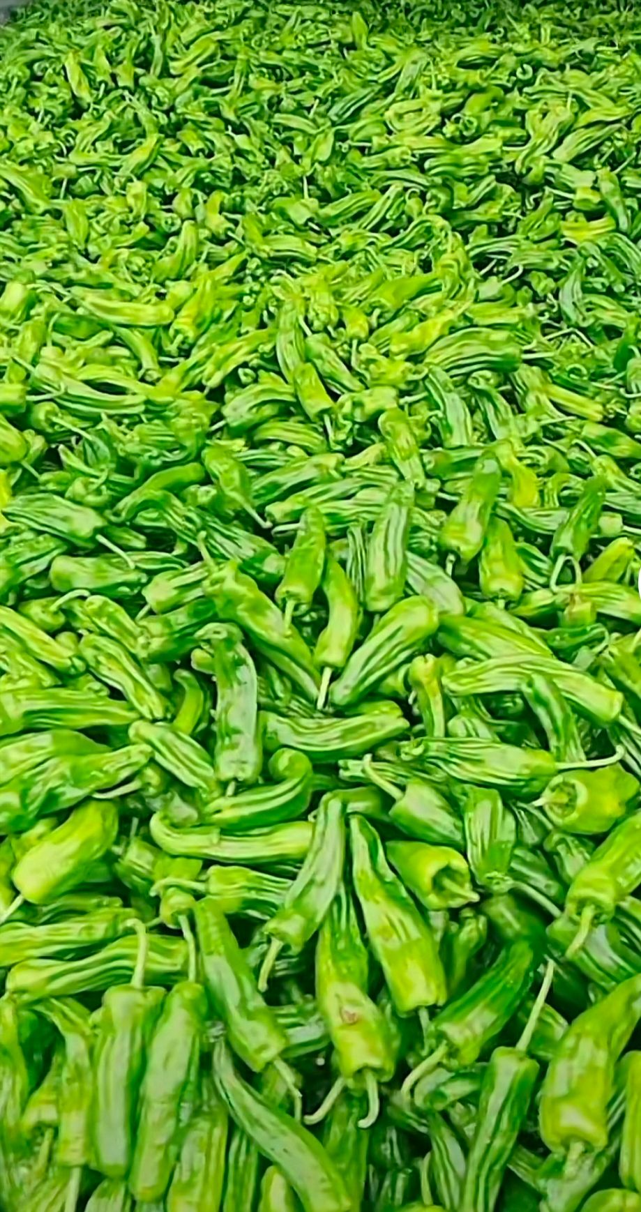 青泡椒-海南省万亩冬季辣椒供应基地，客户资金安全，品控无忧