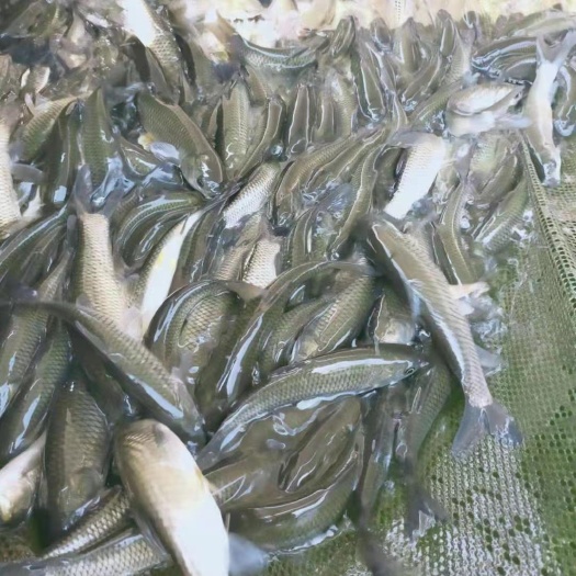 锦屏县厚子鱼 大量批发稻田鲤鱼，草鱼，各种规格
