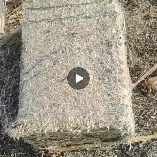大名县 玉米秸秆好货不等人