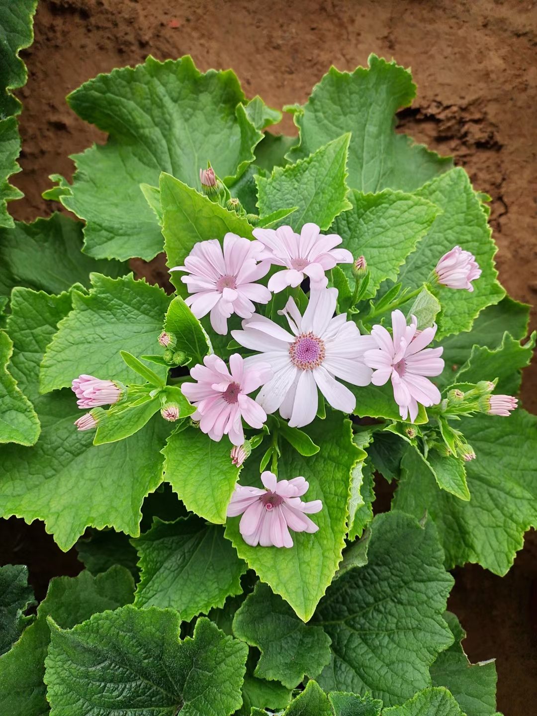 瓜葉菊盆栽 瓜葉菊種植，多色瓜葉菊上市，青州瓜葉菊種植基地大