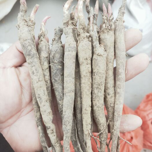 菏泽多花芍药 芍药苗