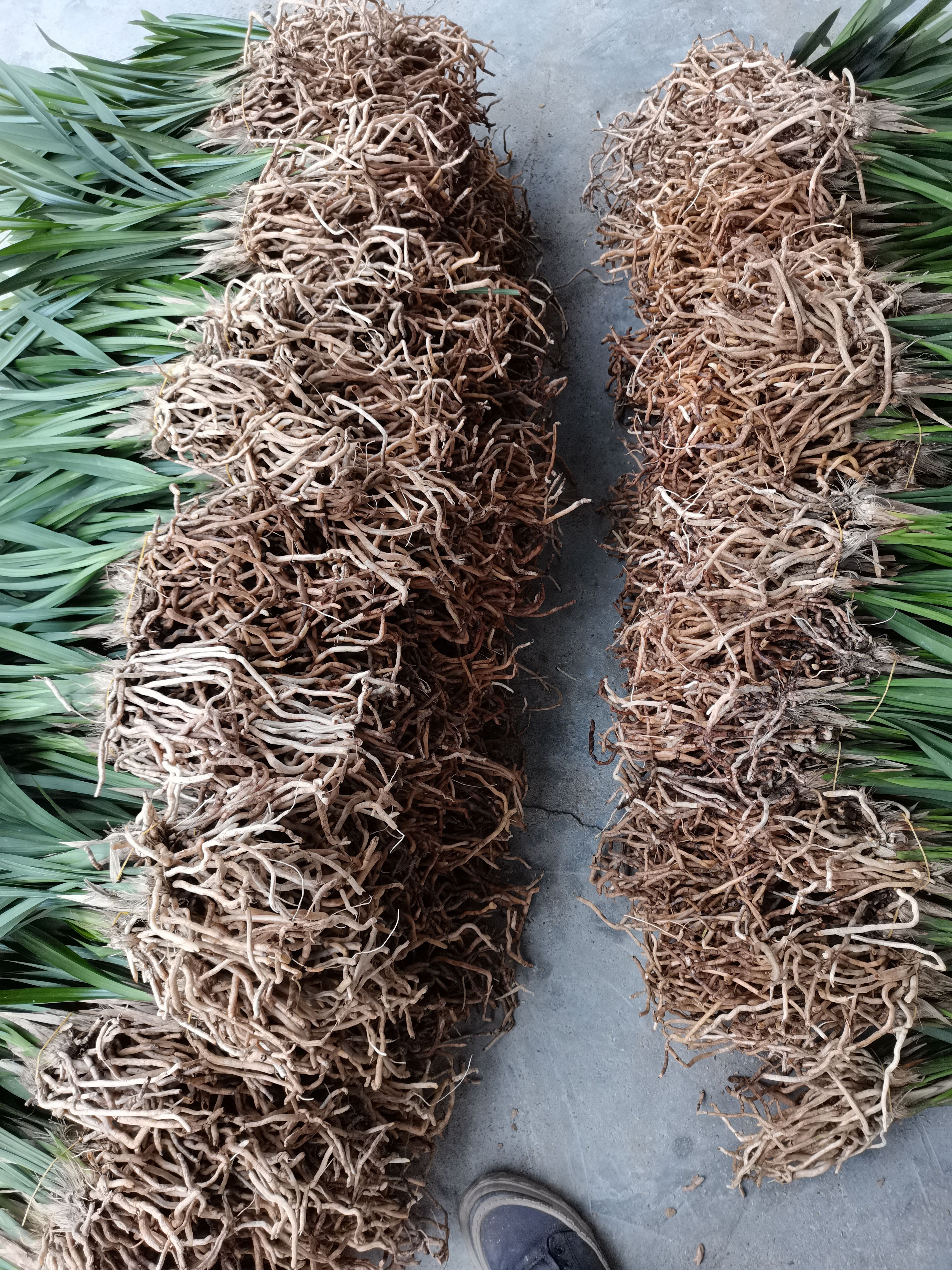 墨兰企黑 墨兰散苗