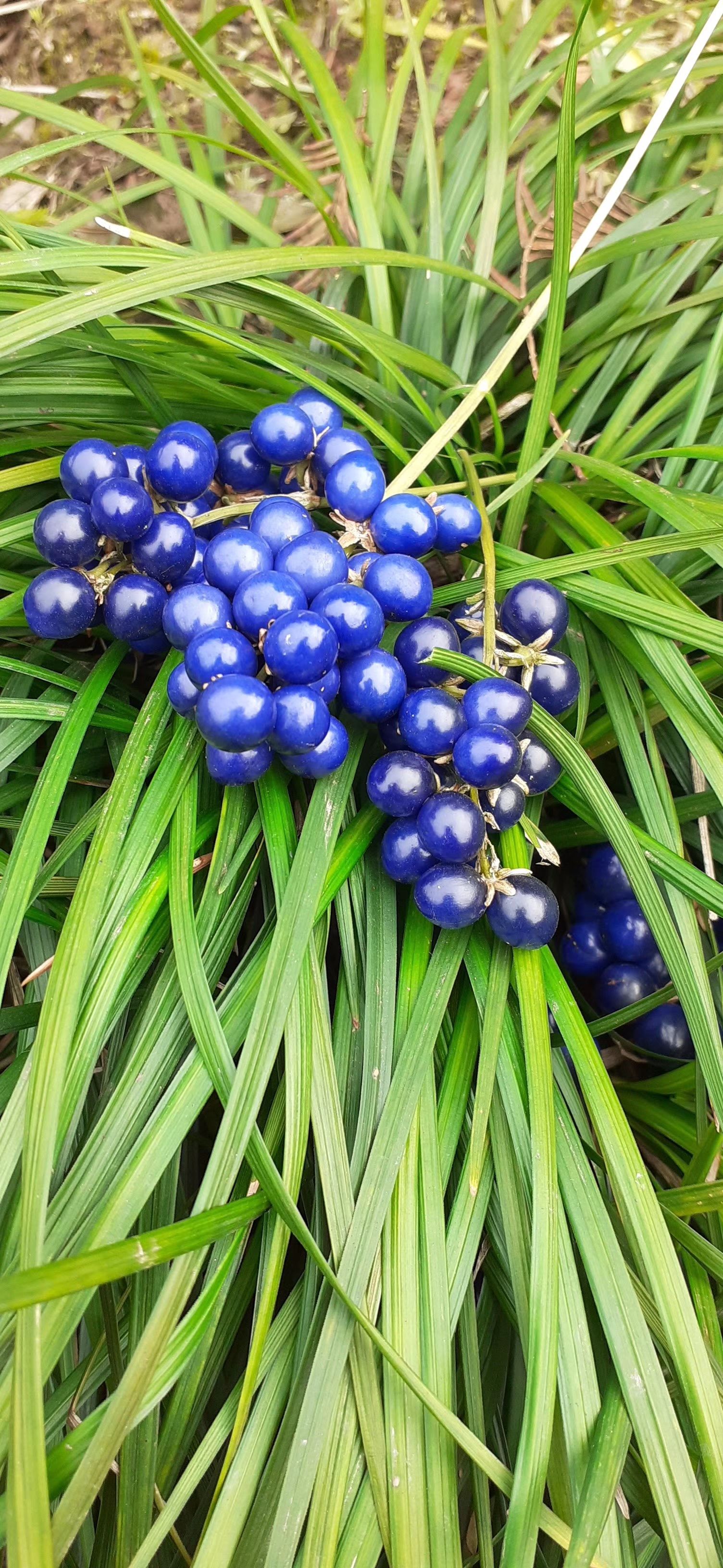  大量出售蓝麦冬种子