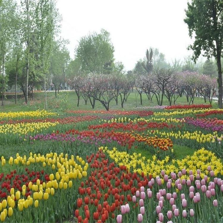 郁金香种球四季开花室内外耐寒好养水培郁金香花种子百合盆