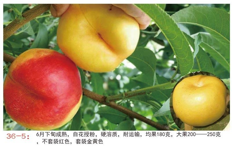 武陟县油蟠桃36-5～6月下旬成熟